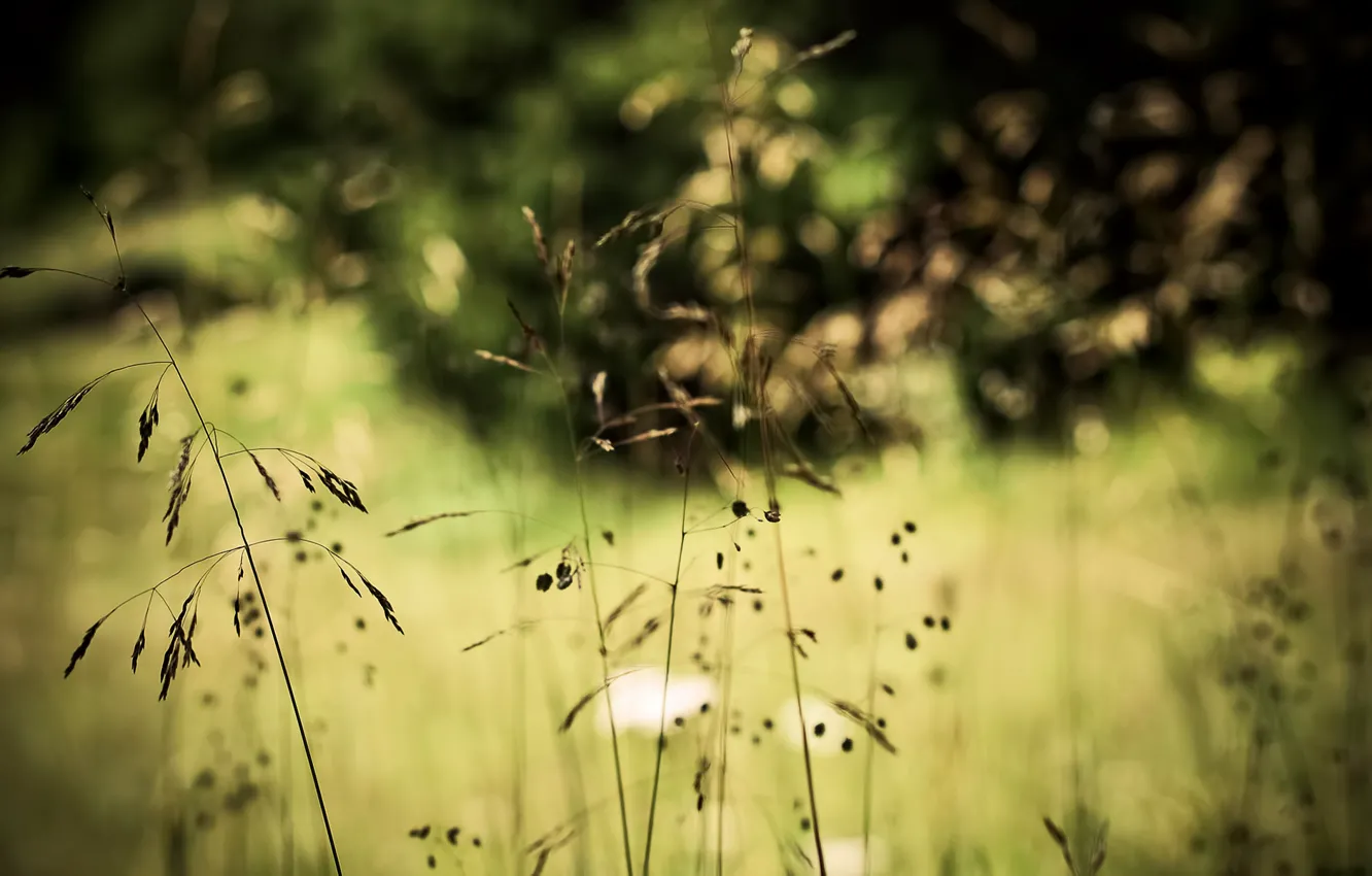 Photo wallpaper grass, nature, plant, bokeh