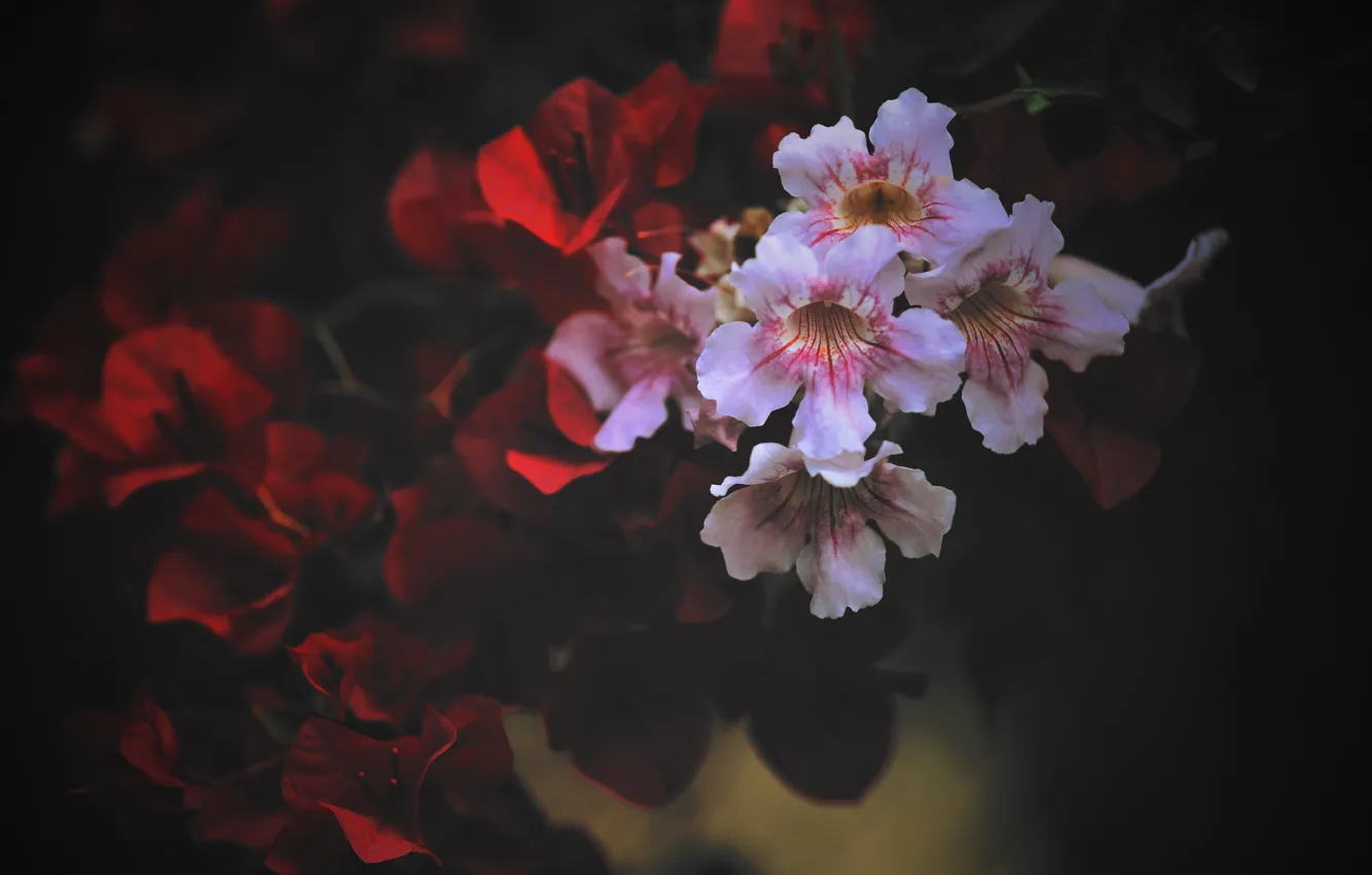 Photo wallpaper flowers, the dark background, vines, bougainvillea, Ricasol 's subranea, podraneya
