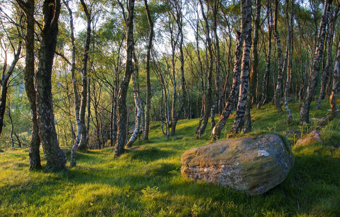 Photo wallpaper forest, grass, trees, stones, spring, boulders