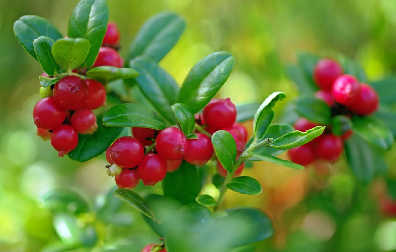 Photo wallpaper forest, summer, macro, nature, berries, plant, beauty, berries