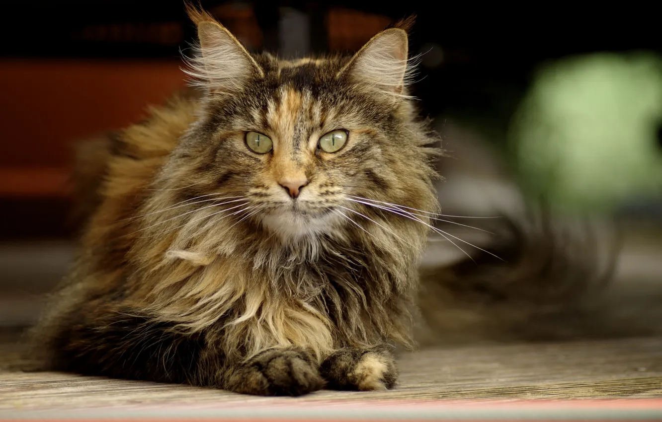 Photo wallpaper cat, lies, fluffy, tri-color