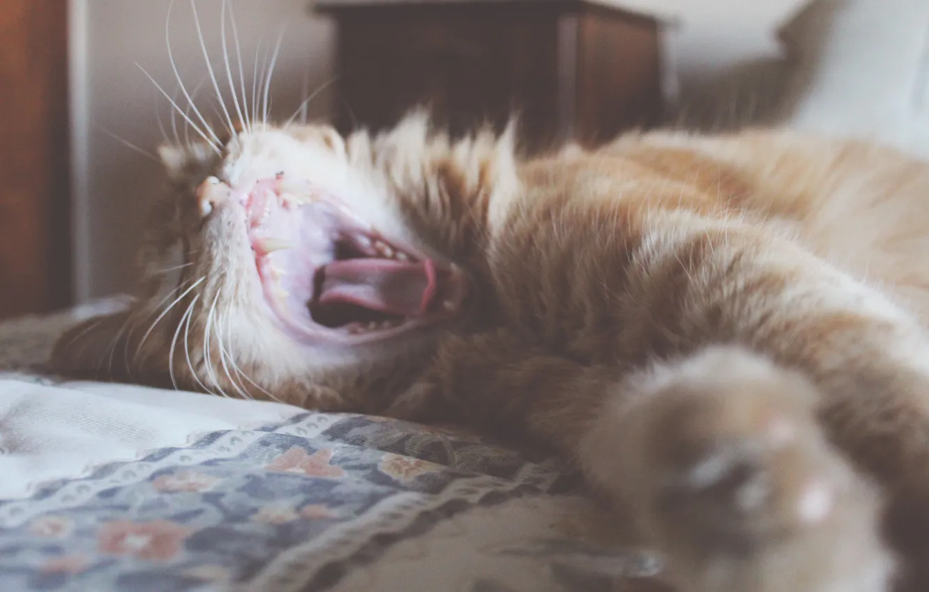Photo wallpaper cat, cat, teeth, mouth, yawns, ryzhyi