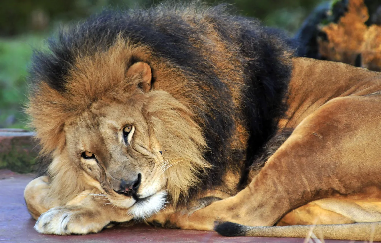 Photo wallpaper cat, look, stay, Leo