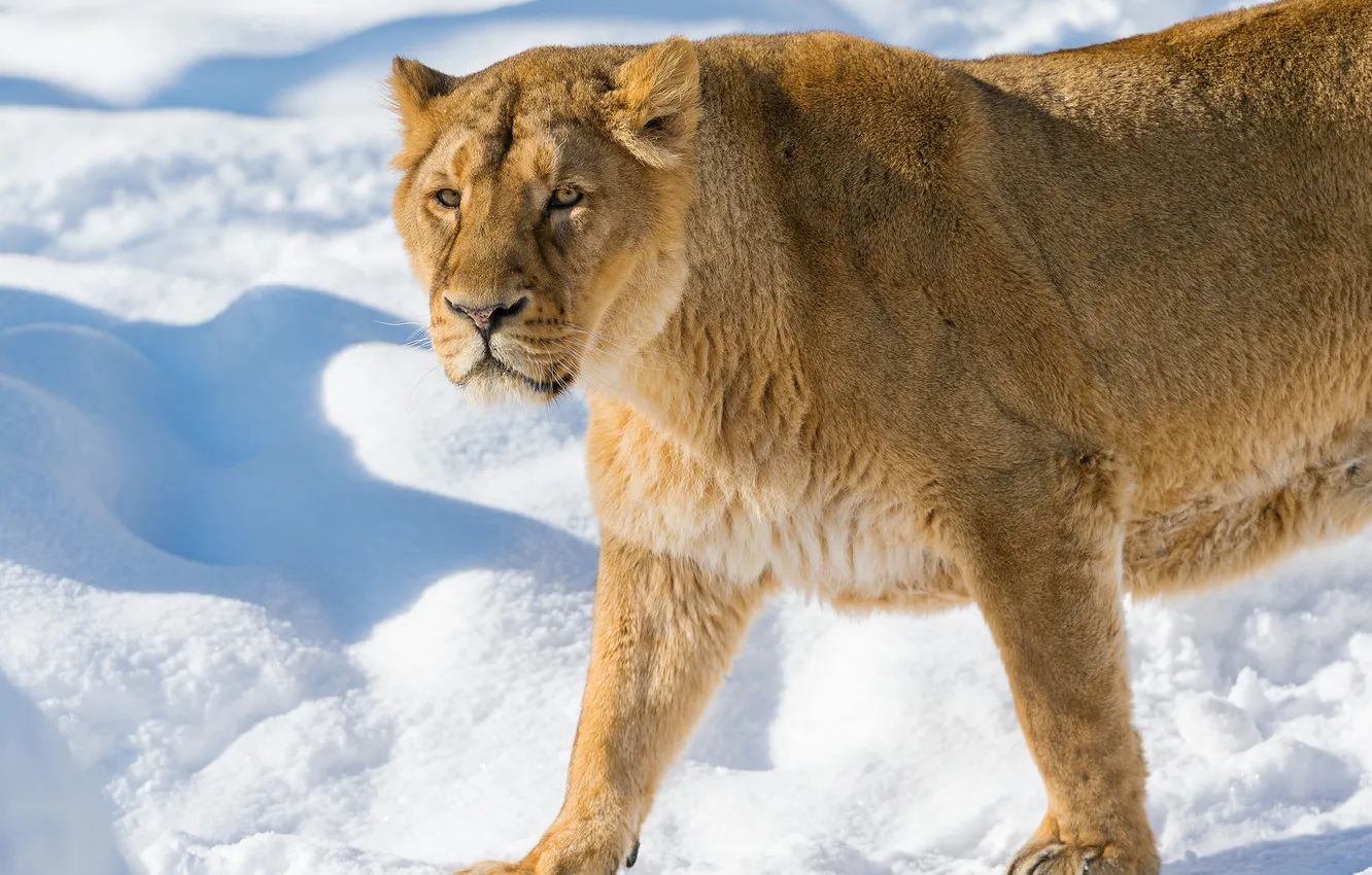 Photo wallpaper winter, cat, look, snow, lioness, ©Tambako The Jaguar