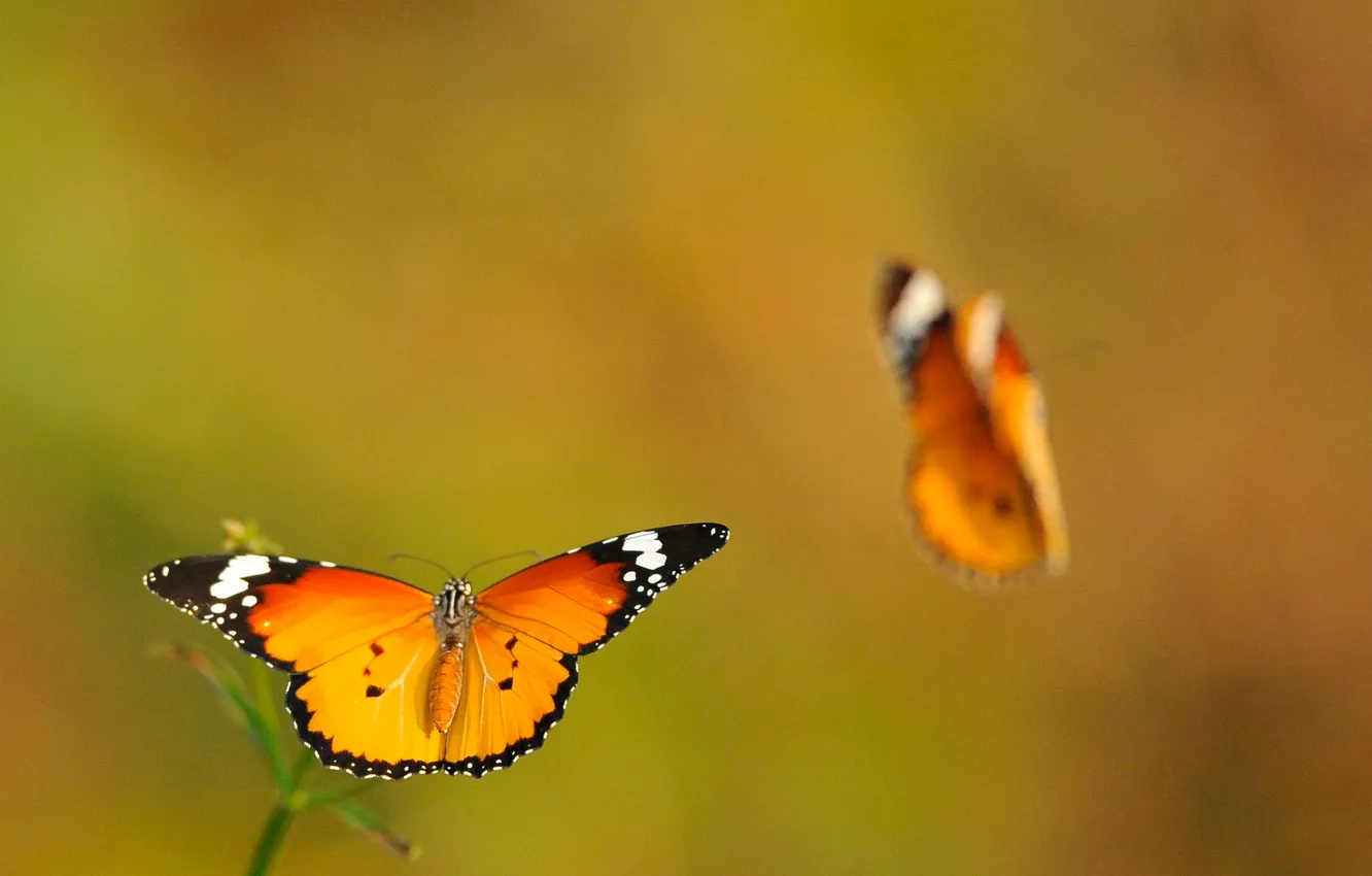 Photo wallpaper macro, butterfly, two, wings