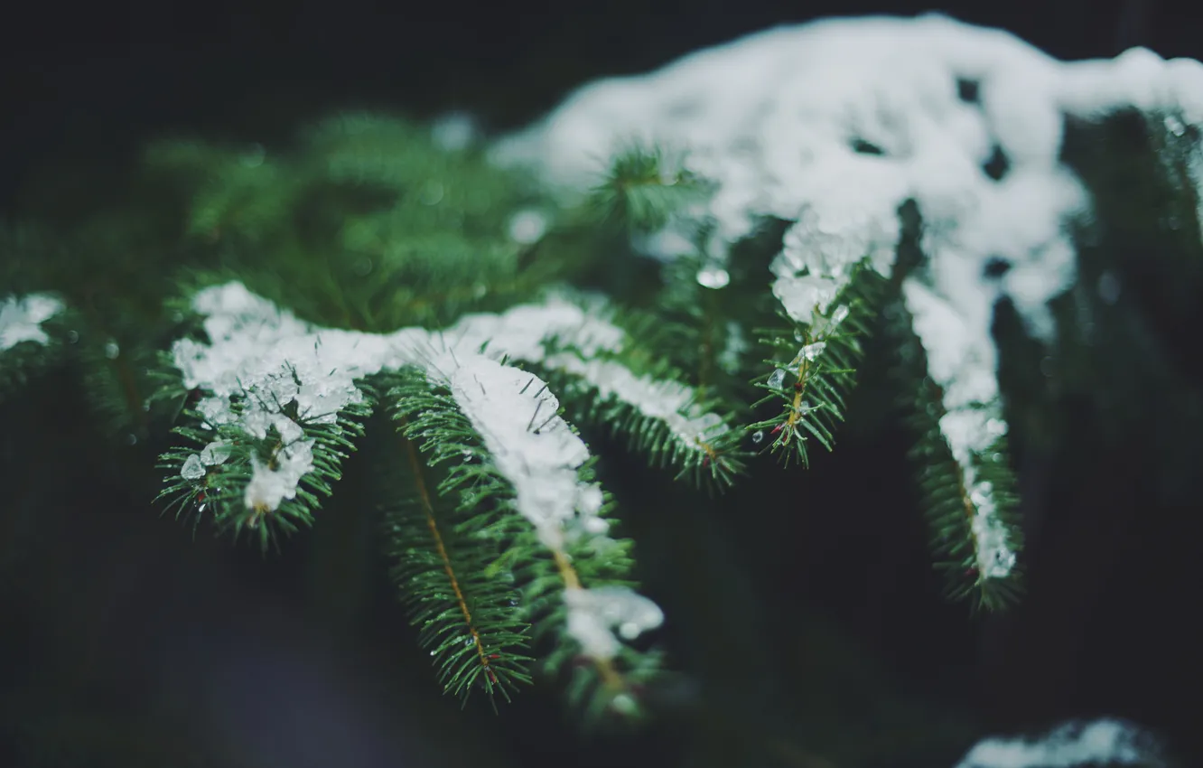 Photo wallpaper snow, needles, branches