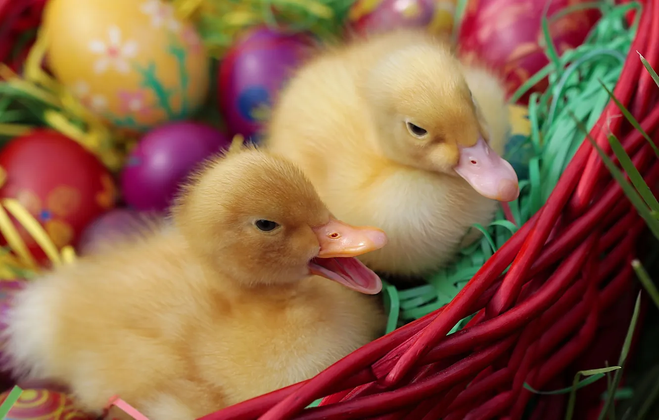 Photo wallpaper duck, eggs, Easter, ducklings, eggs
