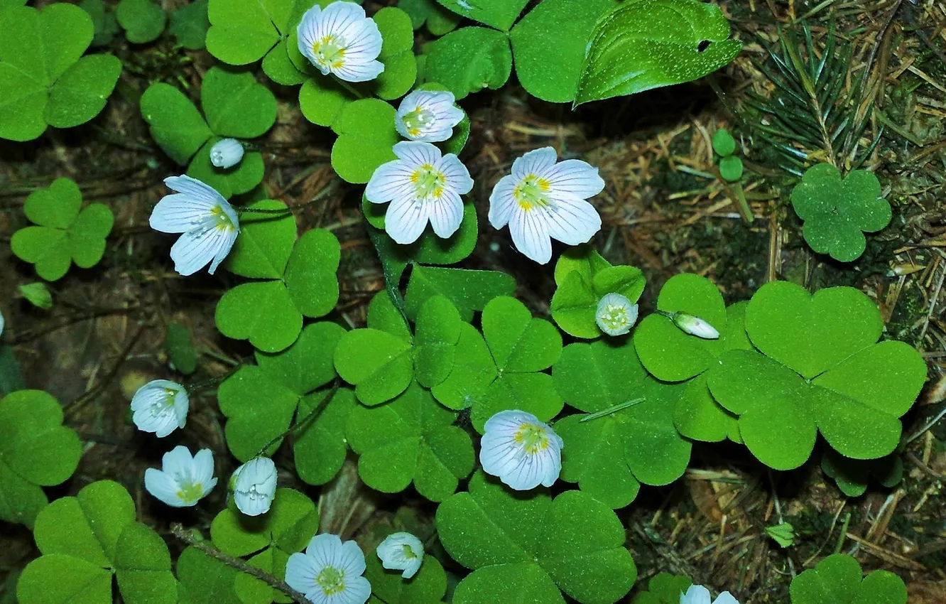 Photo wallpaper white flowers, spring flowers, flowers in the forest
