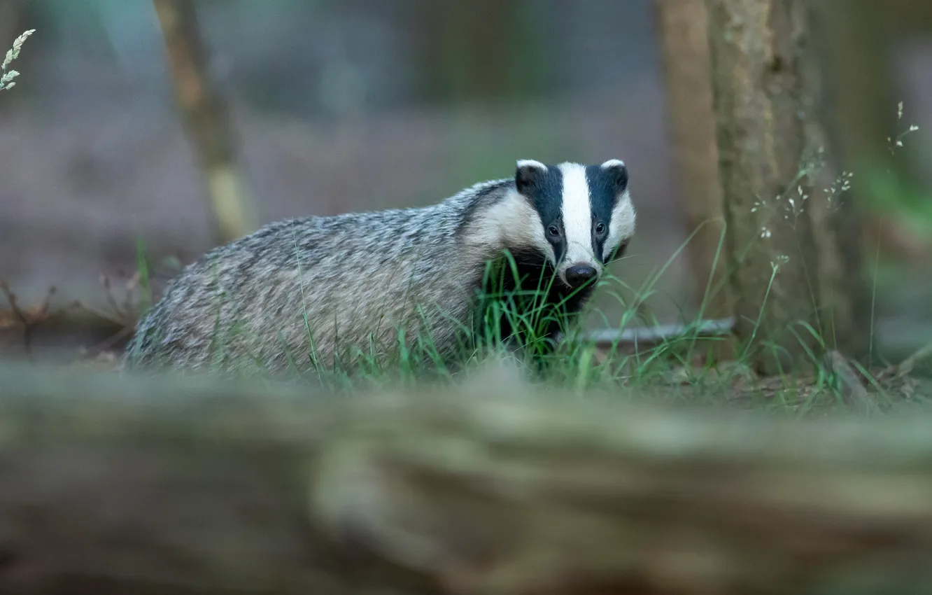 Photo wallpaper forest, look, nature, log, bokeh, badger