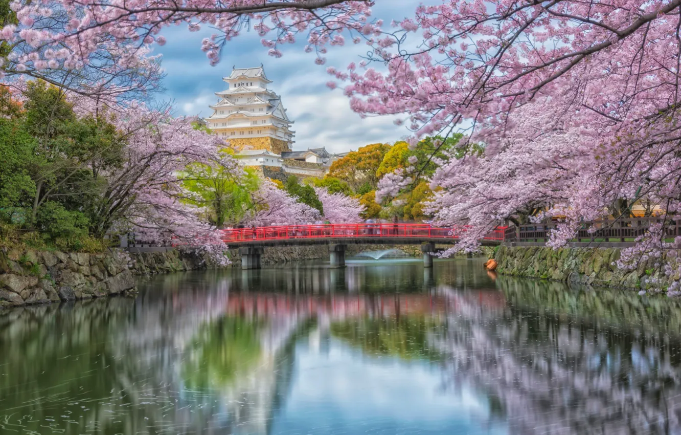 Photo wallpaper trees, bridge, river, spring, Japan, Japan, flowering, Bagus Pangestu