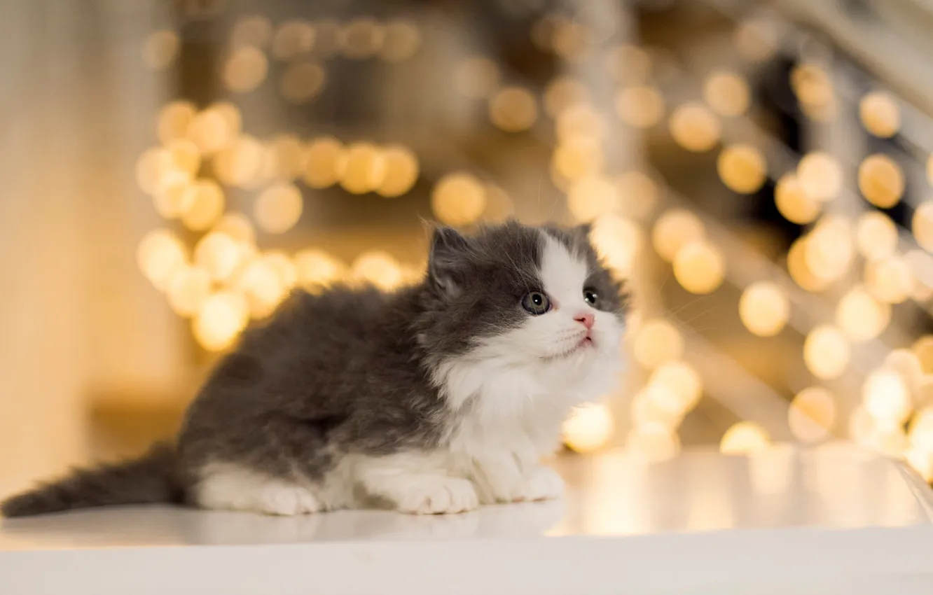 Photo wallpaper cat, look, light, lights, pose, glare, table, grey