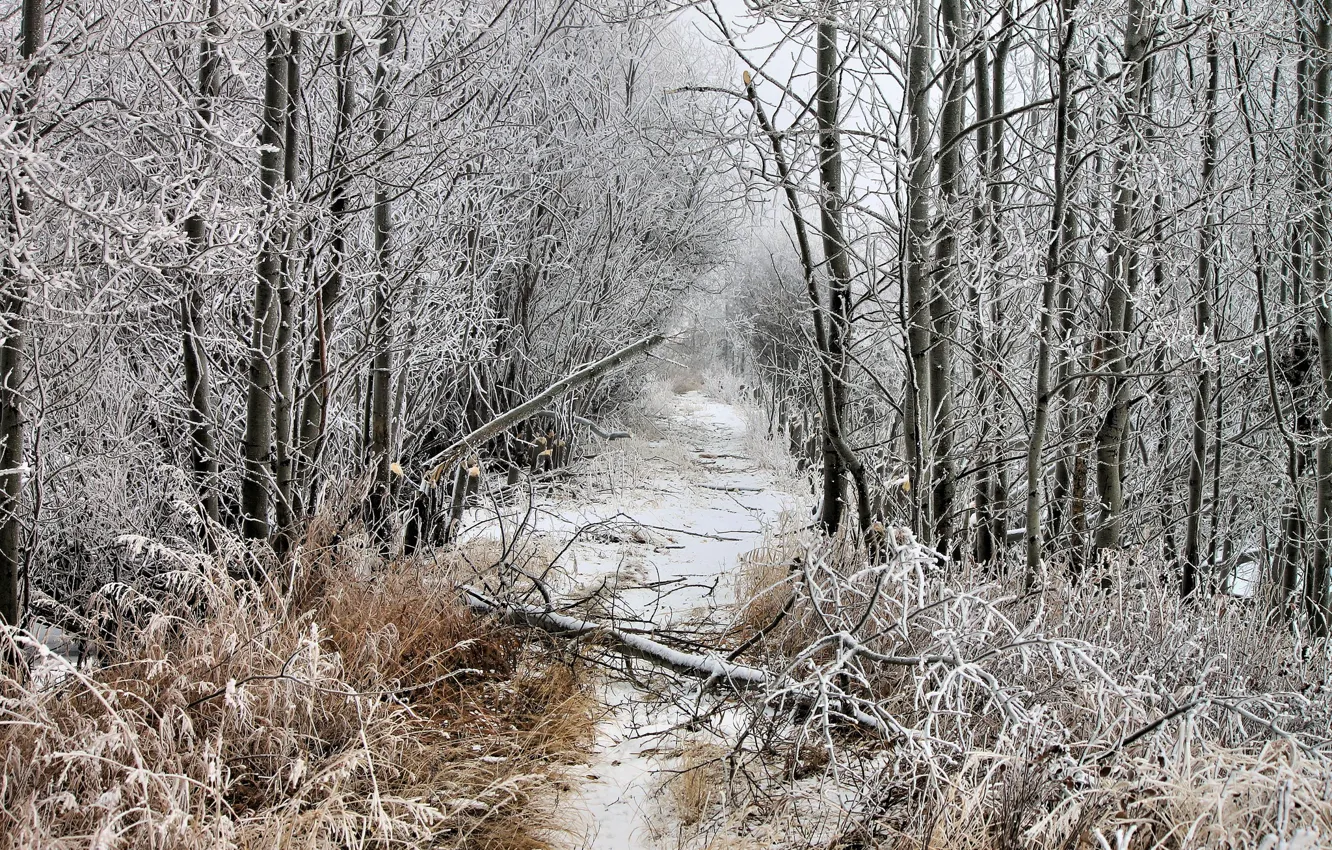 Photo wallpaper winter, frost, forest, snow, clearing, fallen tree