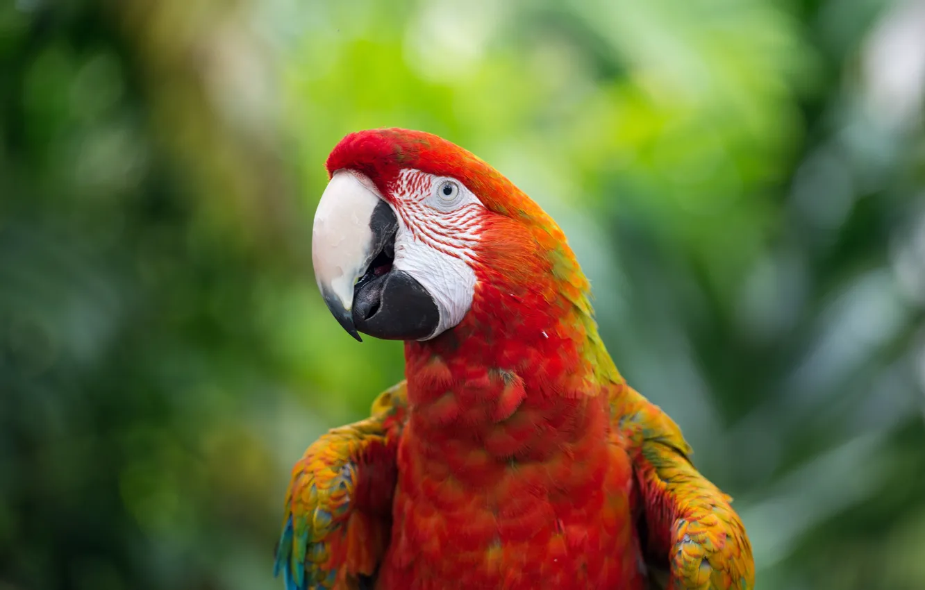 Photo wallpaper red, look, Ara, portrait, parrot, bokeh, bird, blurred background