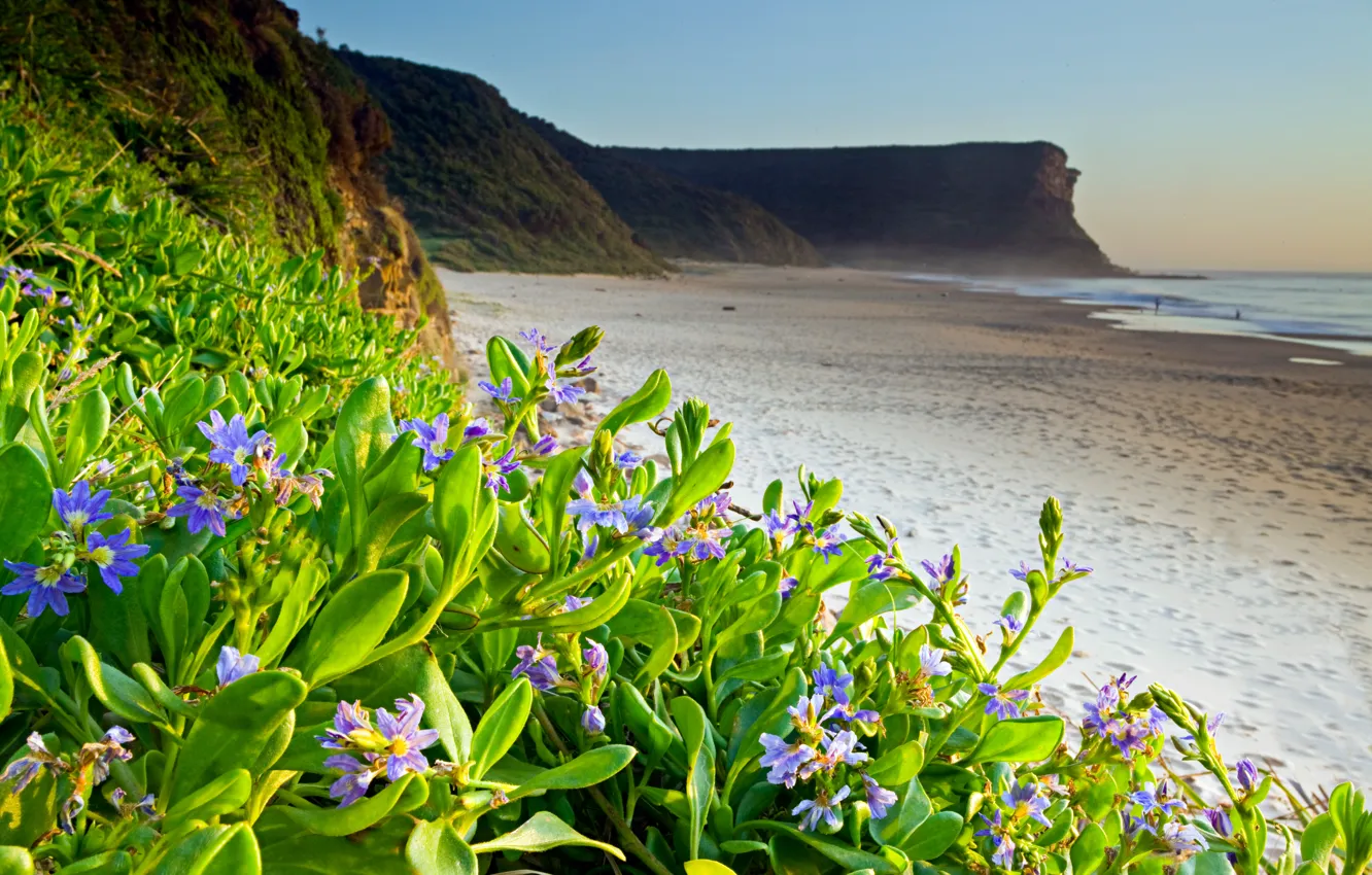 Photo wallpaper sea, beach, flowers, nature