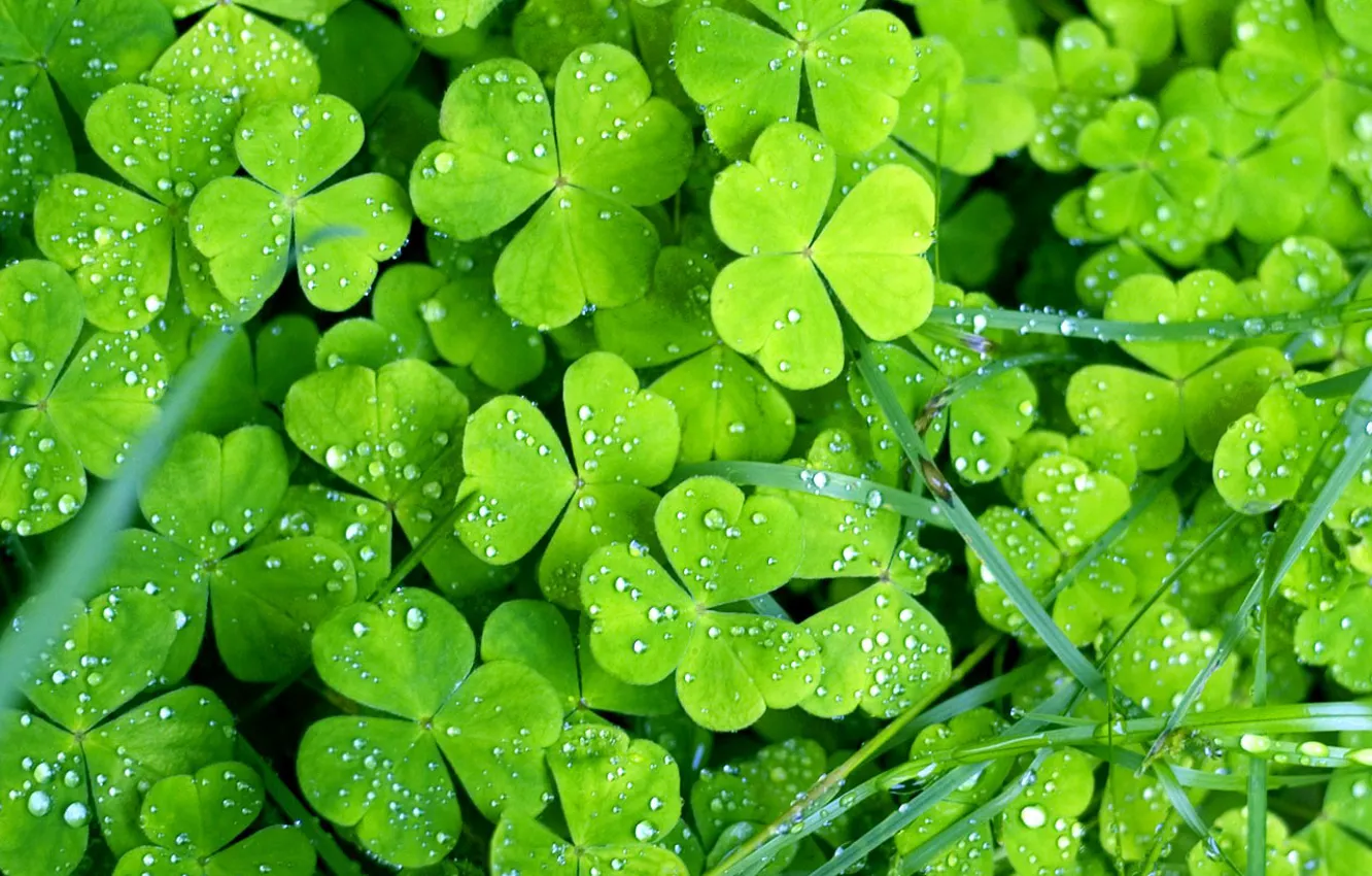 Photo wallpaper water, pond, Lily