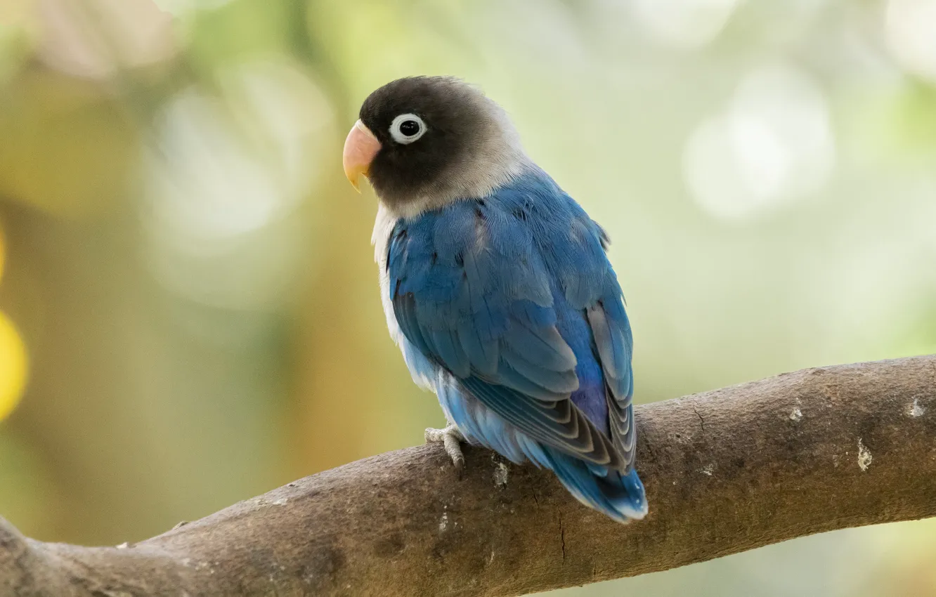 Photo wallpaper branches, blue, bird, parrot, bokeh, lovebird