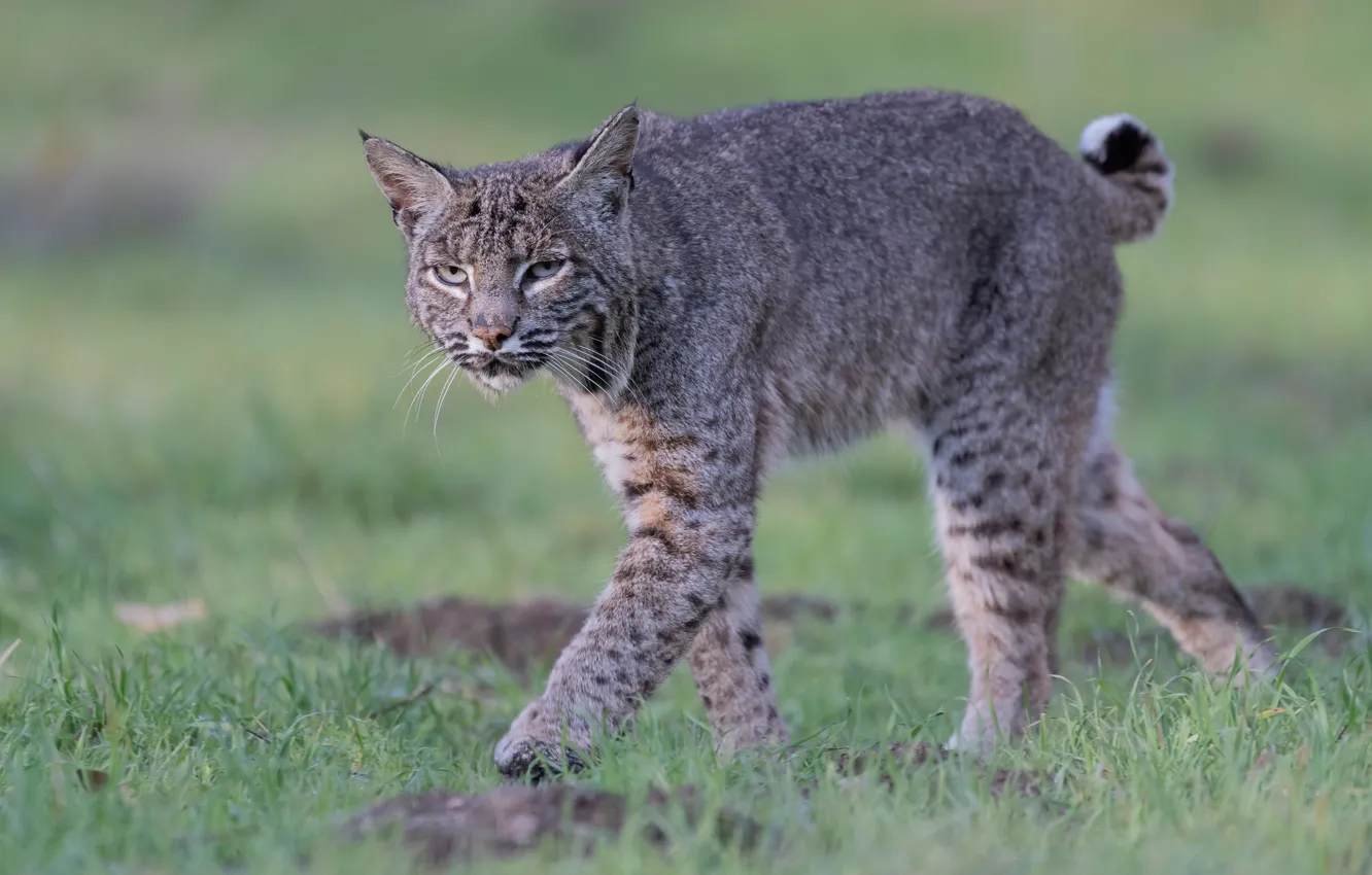 Wallpaper Grass Look Face Nature Glade Walk Lynx Wild Cat For