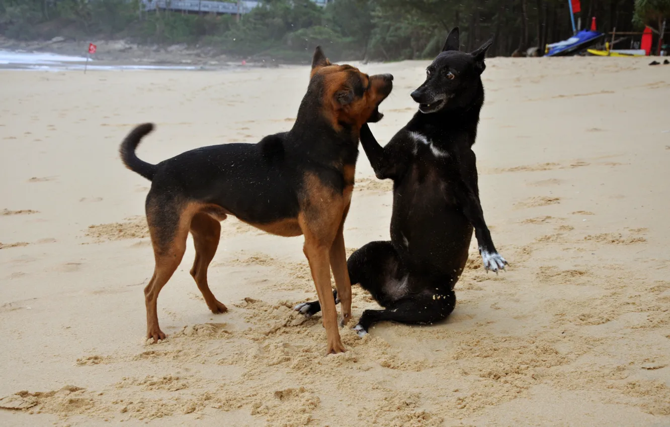 Photo wallpaper dogs, beach, the game