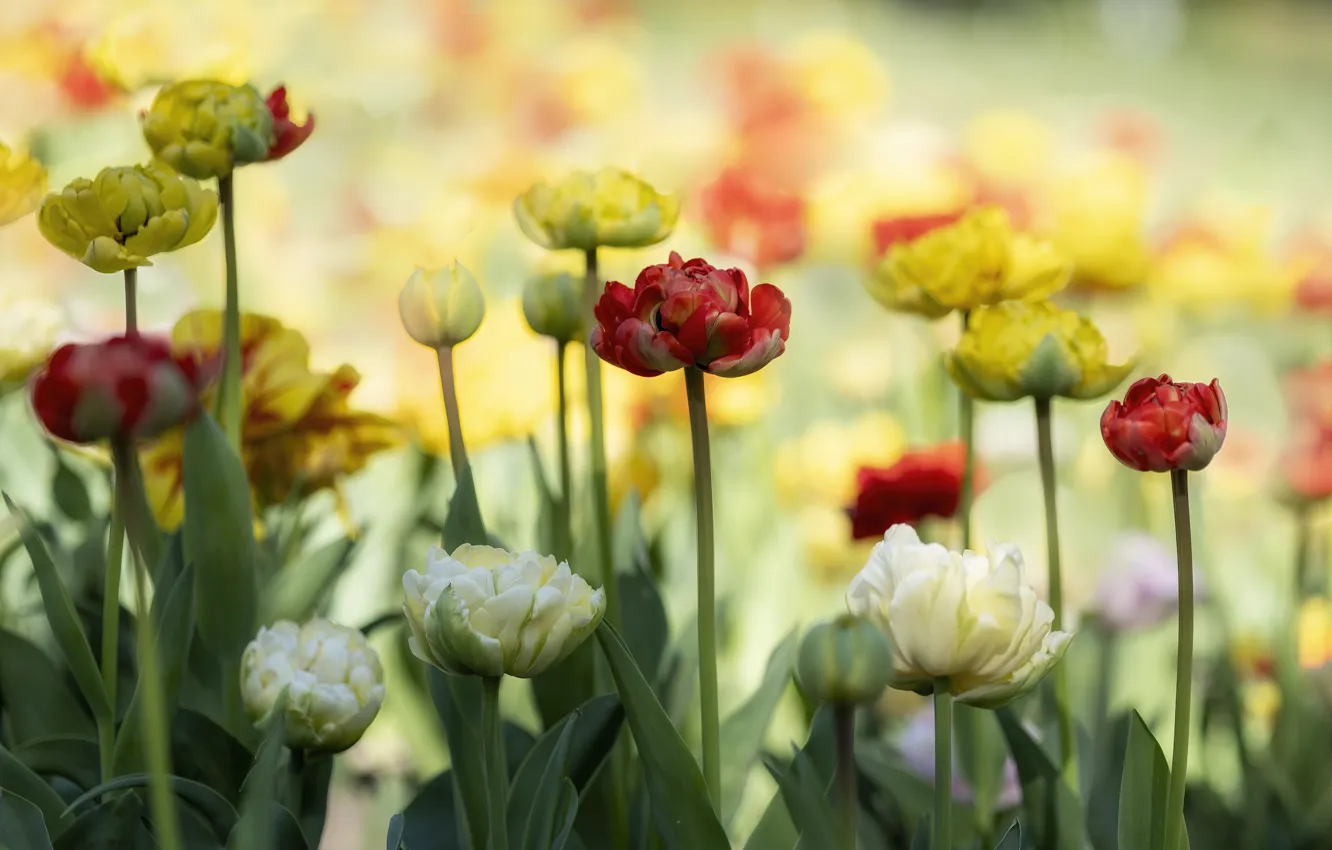 Photo wallpaper flowers, spring, tulips, flowering