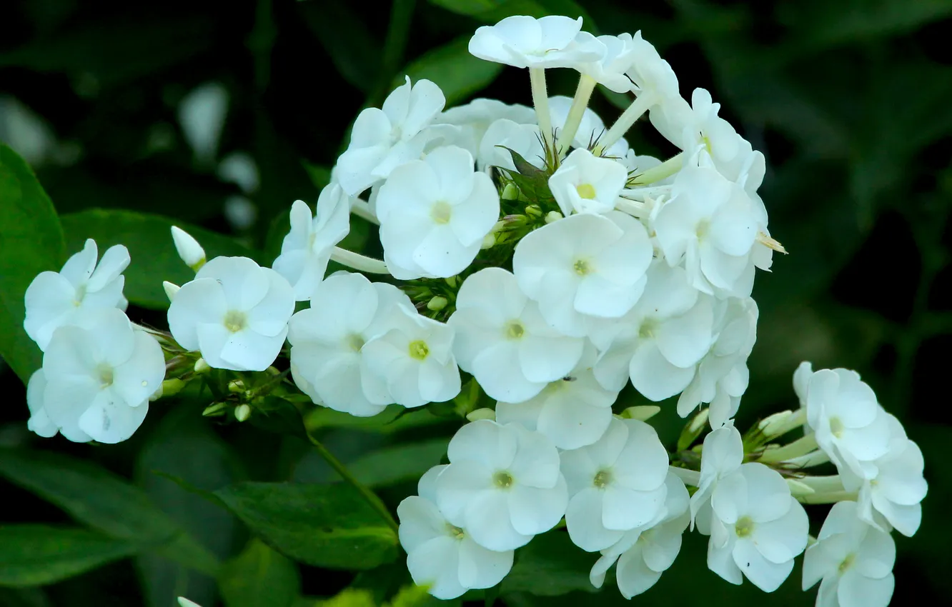 Photo wallpaper white, blooming, phlox