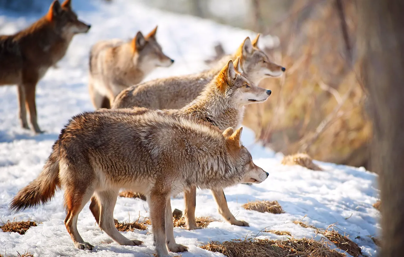 Photo wallpaper winter, forest, snow, nature, wolf