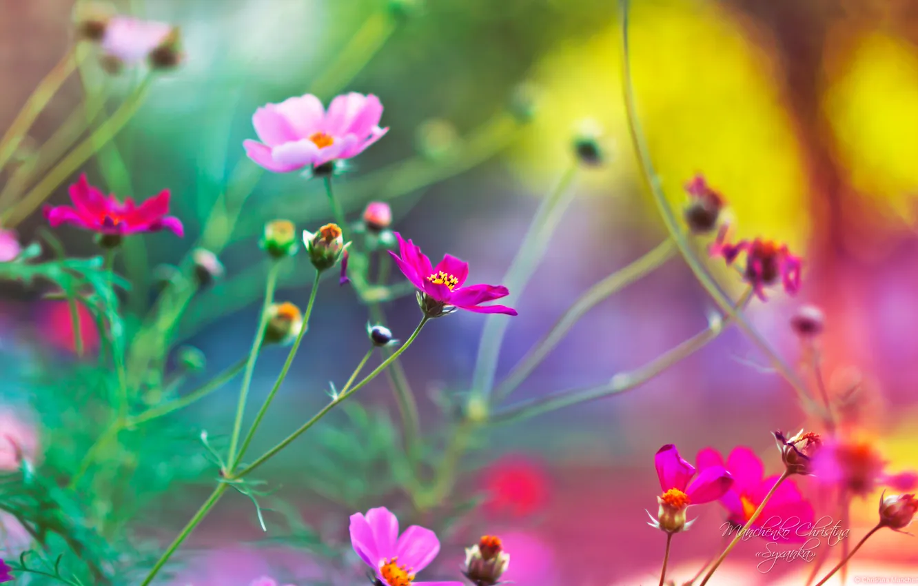 Photo wallpaper landscape, flowers, nature