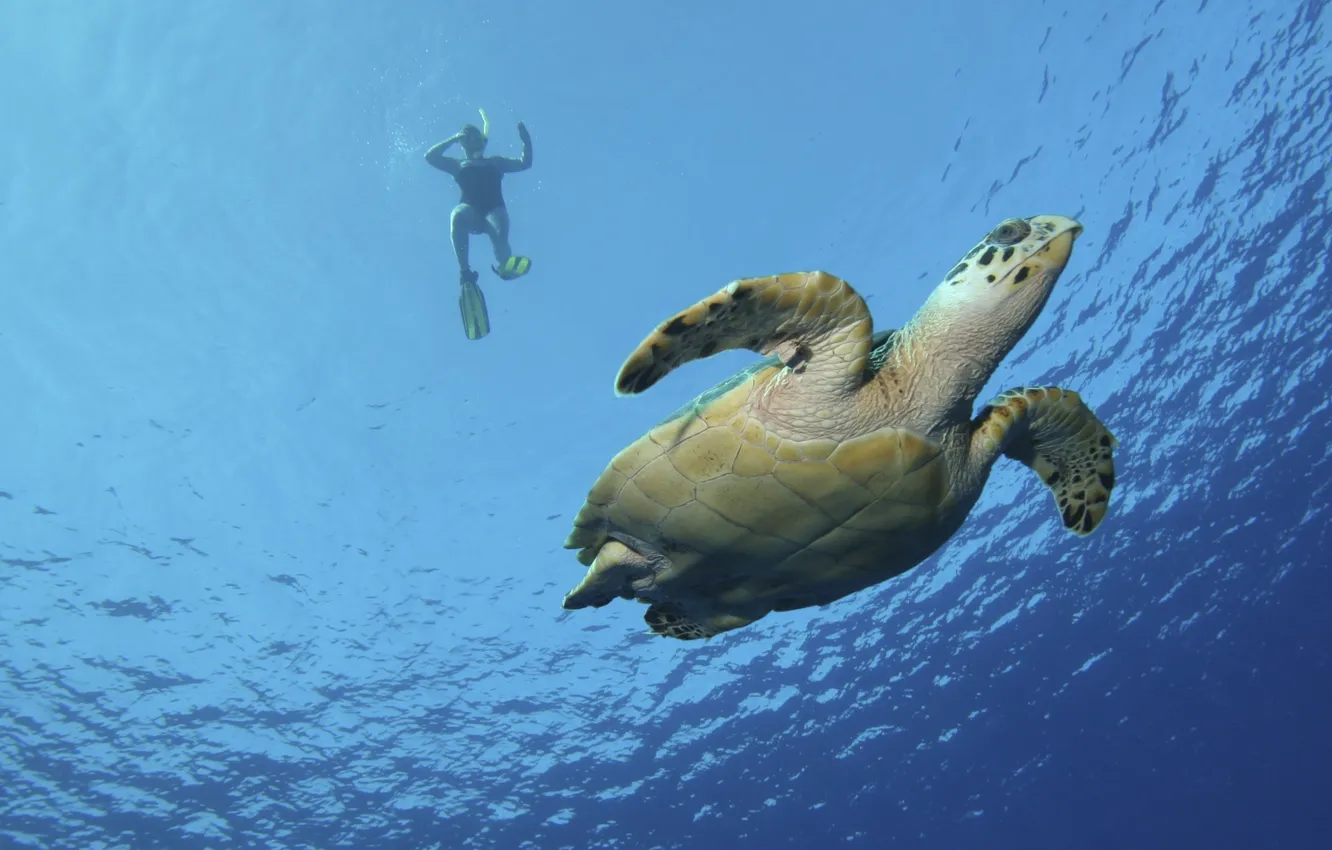 Photo wallpaper water, turtle, swimming, frog legs