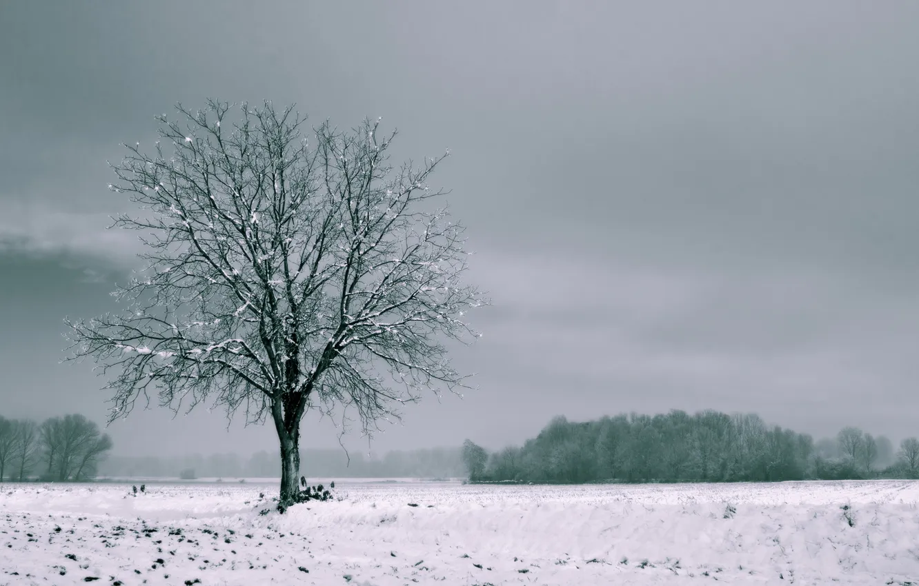 Photo wallpaper winter, field, trees