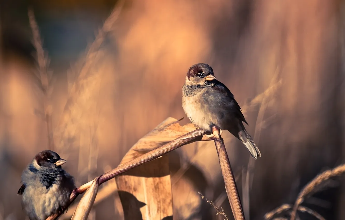 Photo wallpaper leaves, background, stem, bird