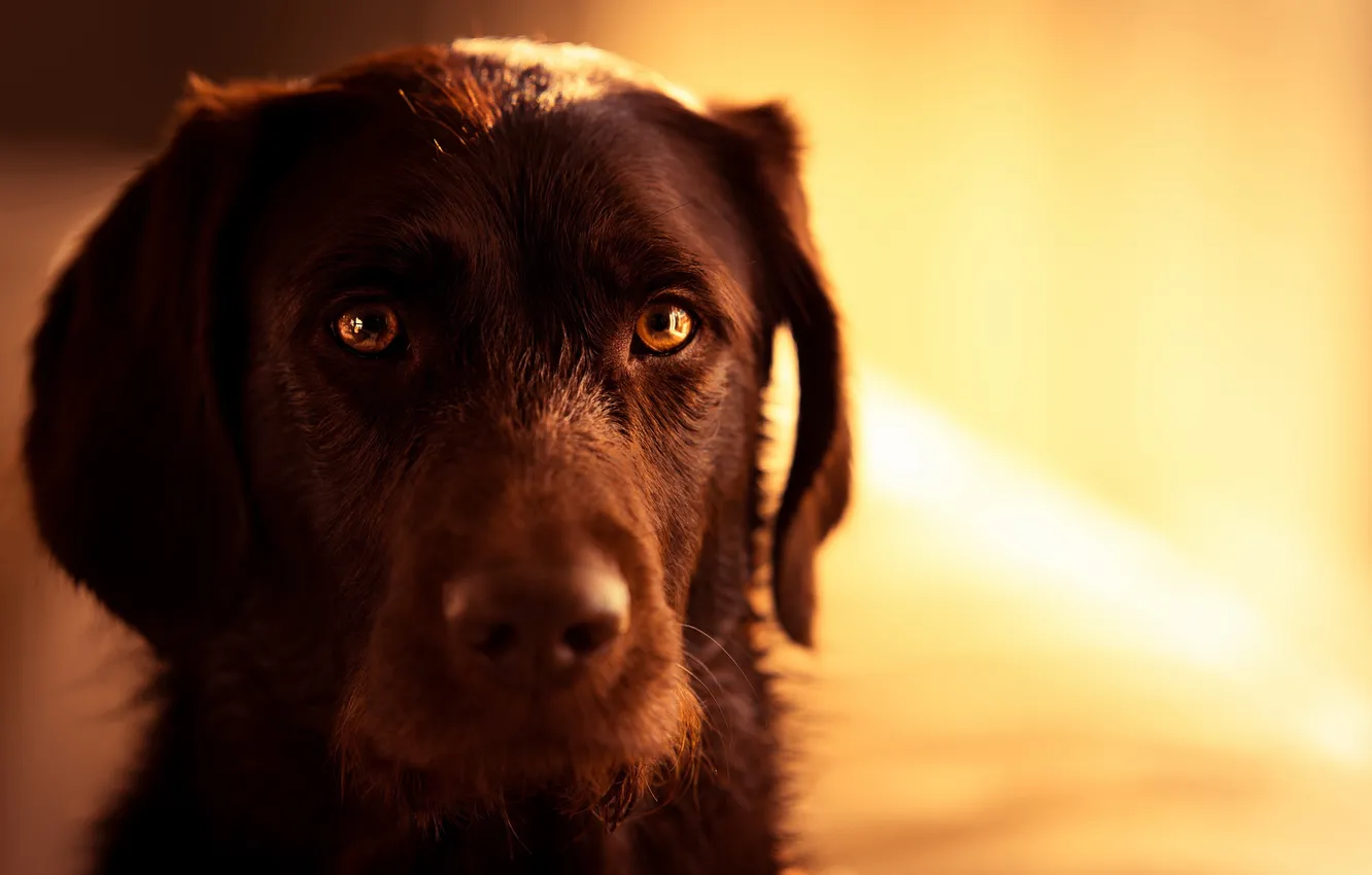 Photo wallpaper look, each, dog