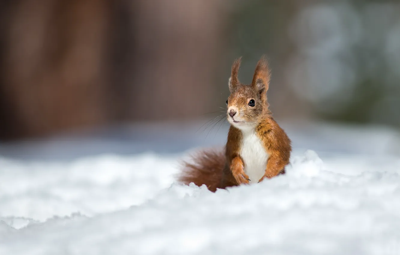 Photo wallpaper winter, snow, protein, red, bokeh, rodent, pet