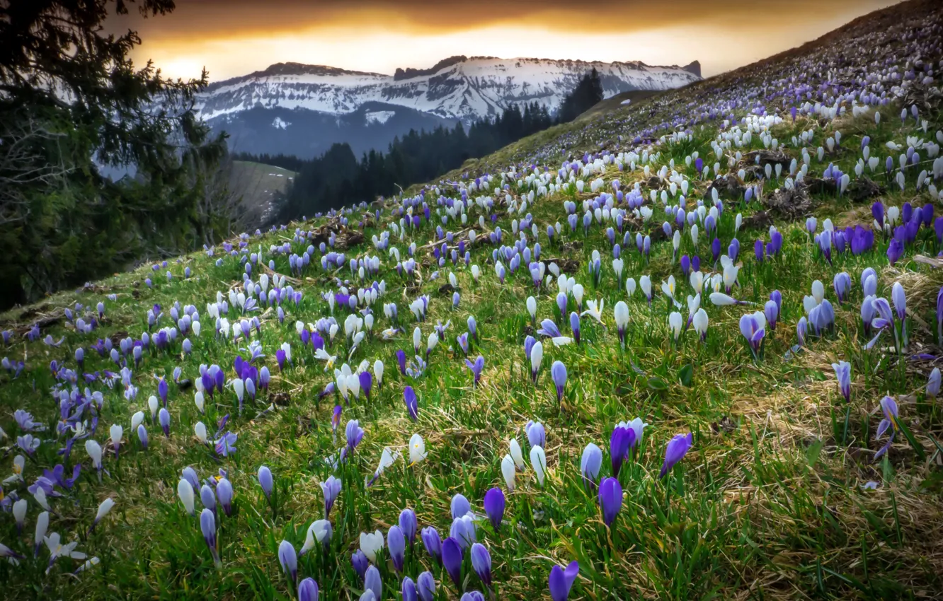 Photo wallpaper spring, Switzerland, The Canton Of Bern, Emmental