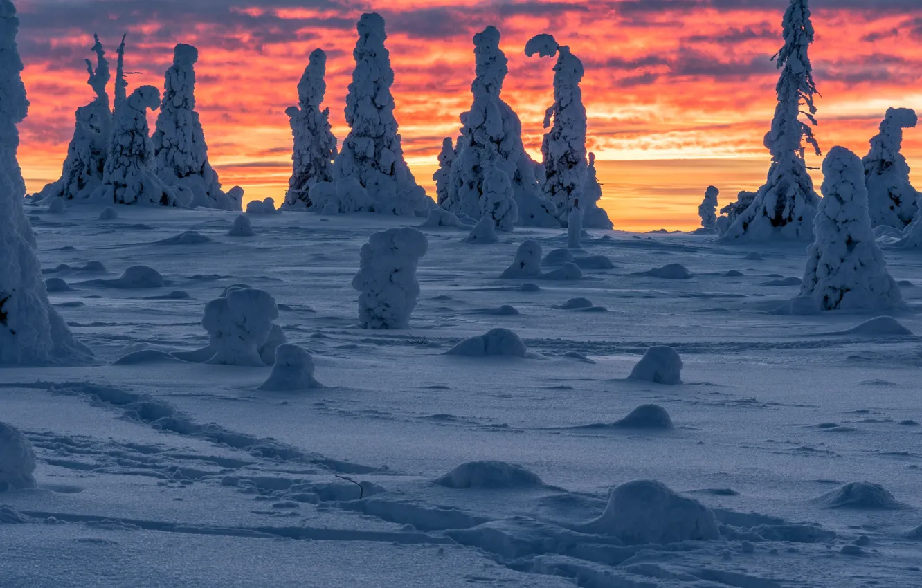 Photo wallpaper winter, snow, trees, landscape, nature, dawn, morning, Finland