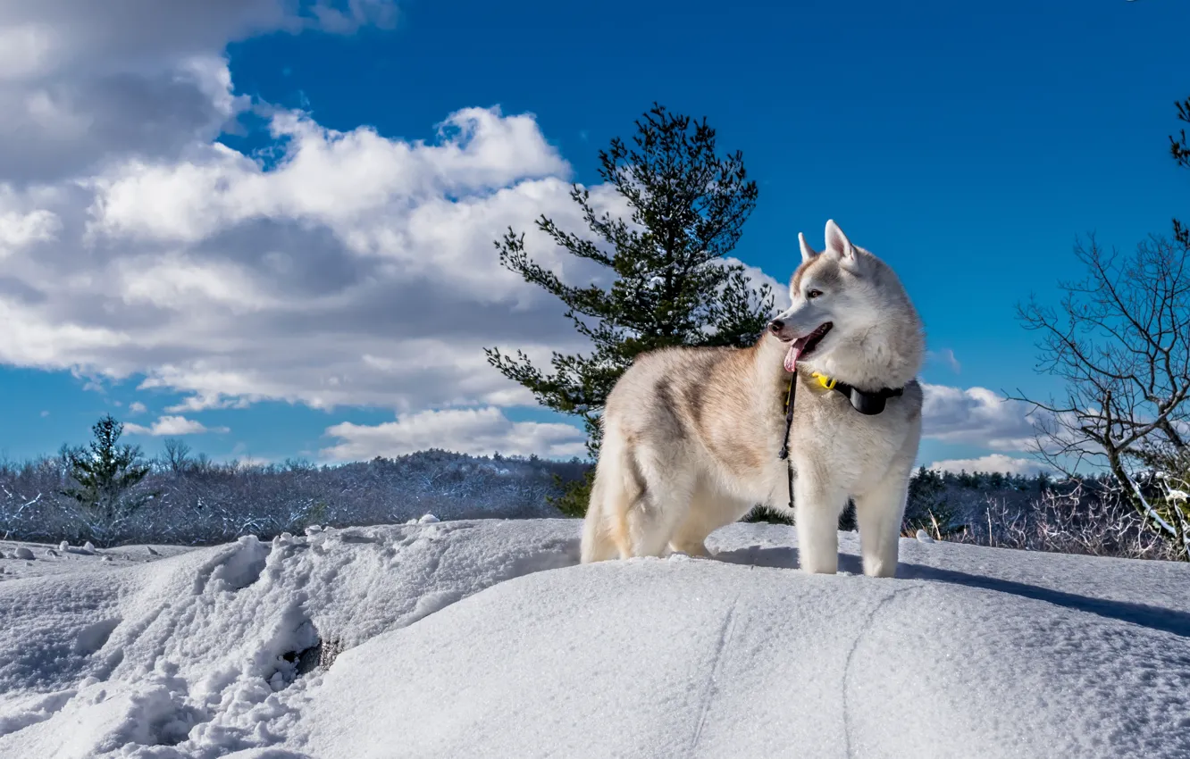 Photo wallpaper winter, snow, nature, dog, husky
