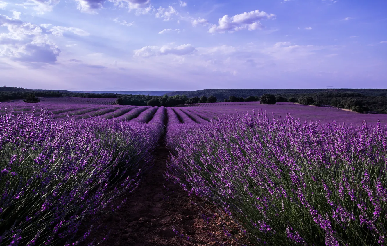 Photo wallpaper field, the sky, clouds, trees, flowers, Spain, lavender, Malacuera