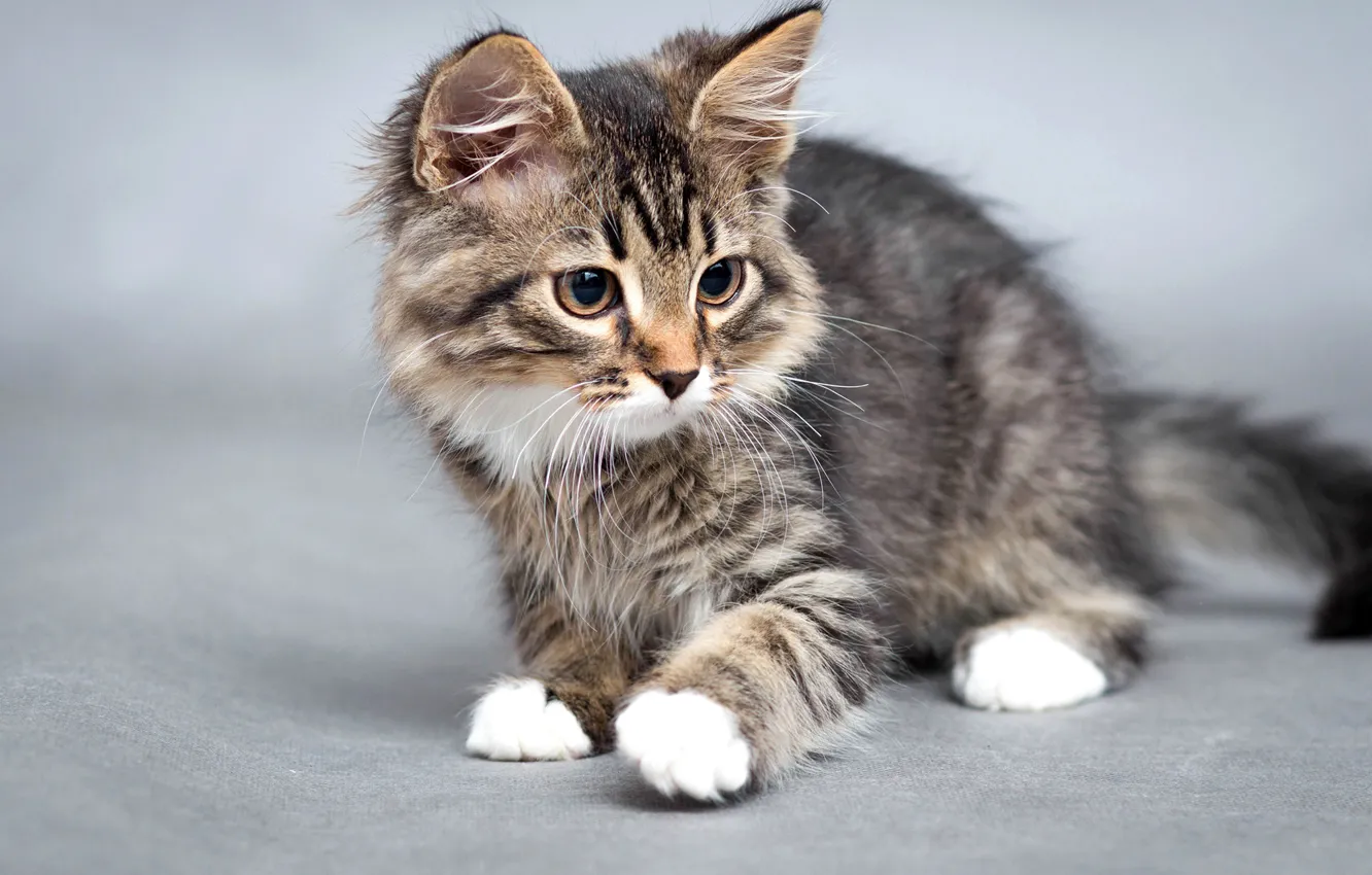 Photo wallpaper cat, cat, background, muzzle, kitty, bokeh