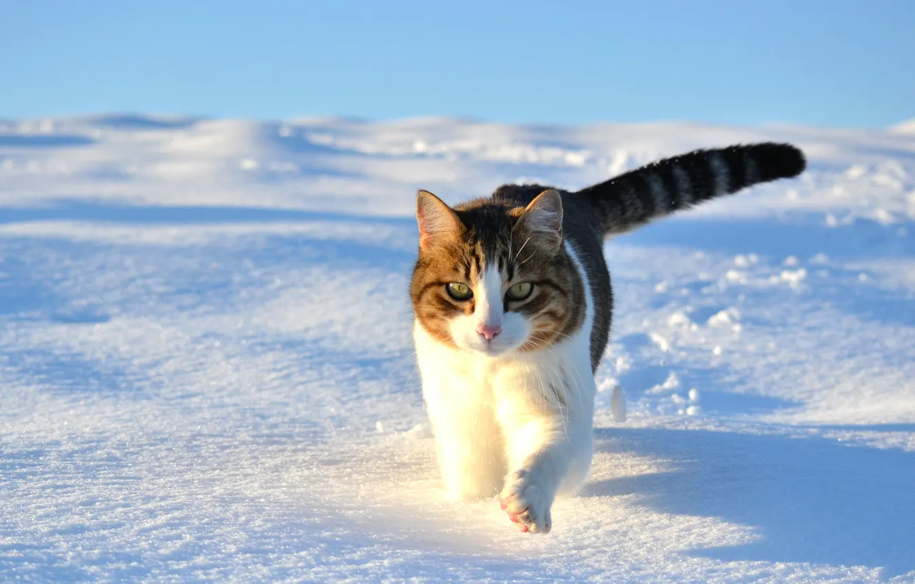 Photo wallpaper winter, cat, cat, snow, walk