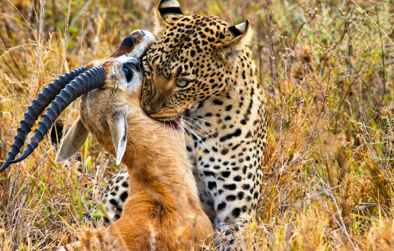 Photo wallpaper the victim, predator, mouth, leopard, horns, hunting, the bushes, painting