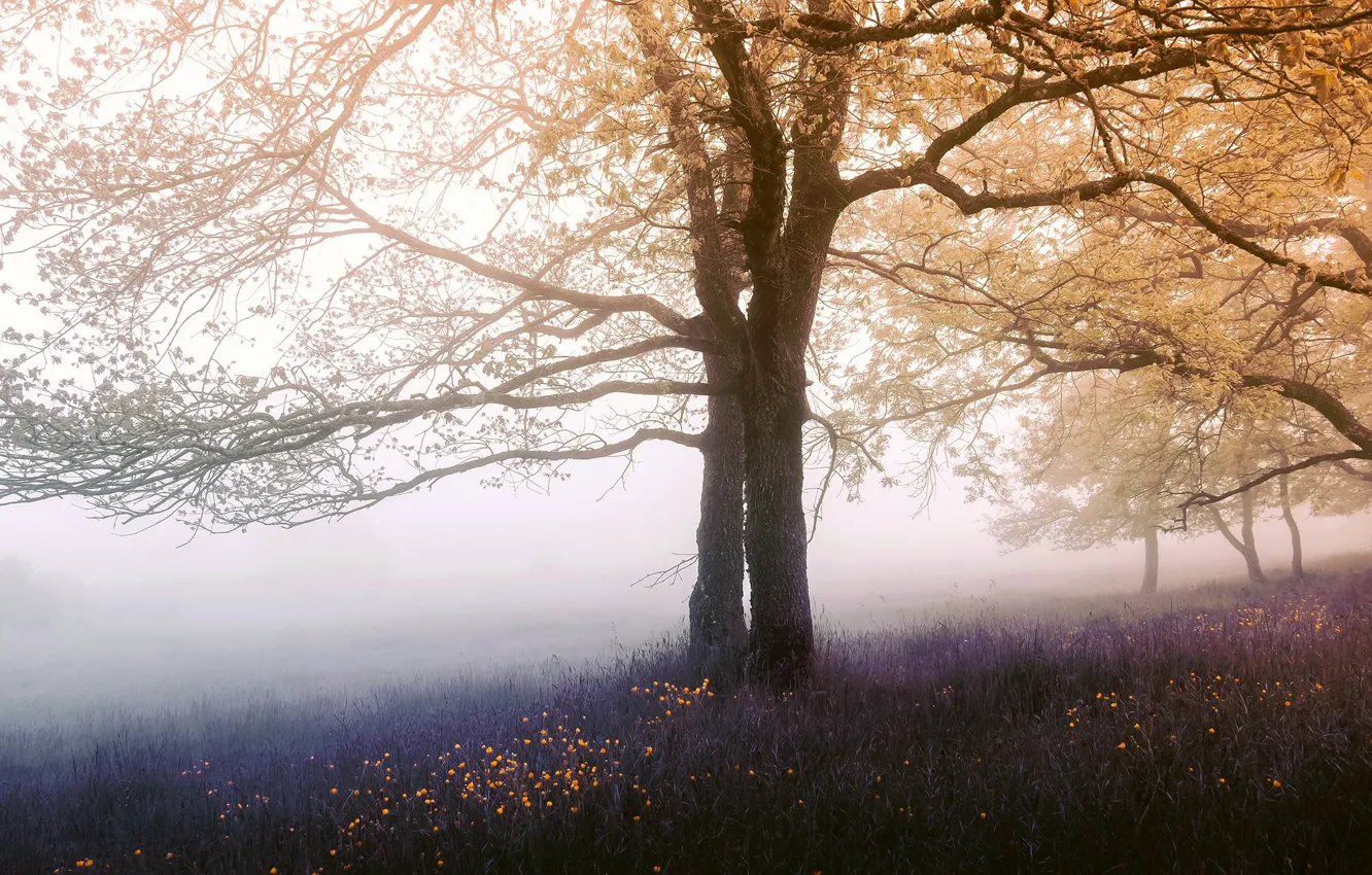 Photo wallpaper flowers, morning, Park, fog, trees, glade, foliage, haze