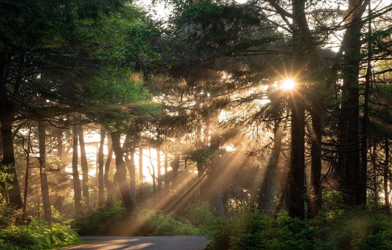Photo wallpaper forest, summer, the sun, rays, trees, Park