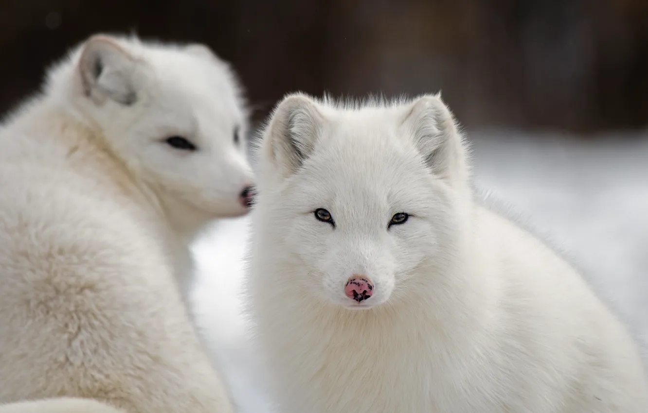 Photo wallpaper winter, white, look, face, snow, the dark background, two, portrait