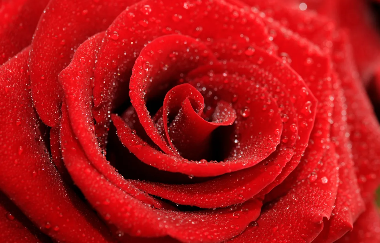 Photo wallpaper flower, drops, macro, rose, petals, Bud, red