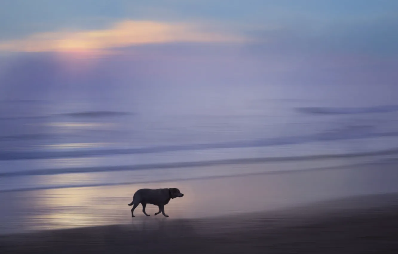 Photo wallpaper sea, sunset, dog