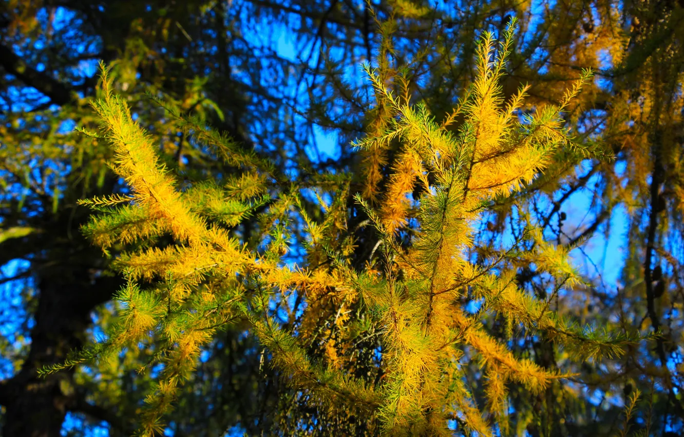 Photo wallpaper autumn, tree, fall, pine, twig