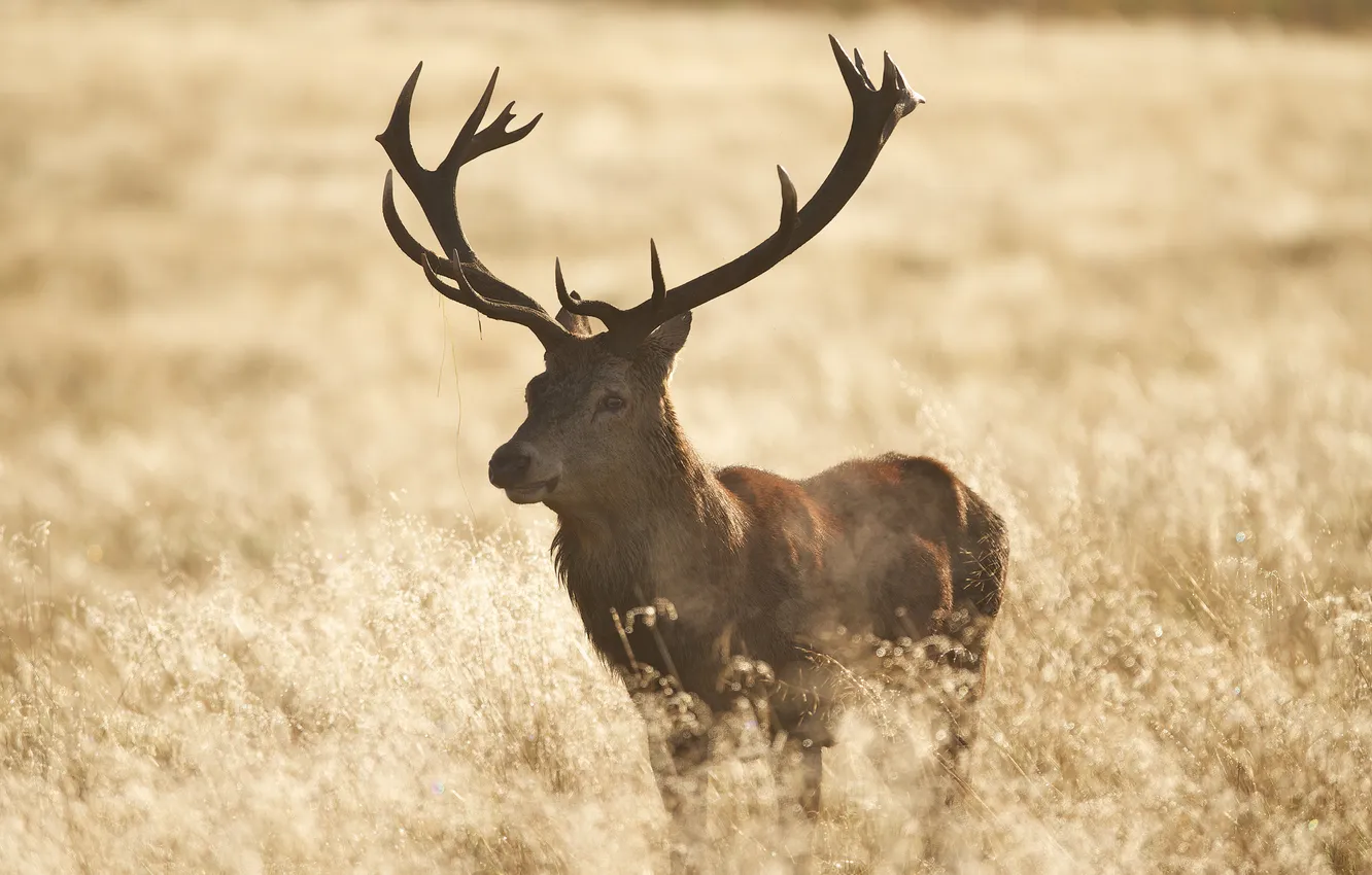 Photo wallpaper grass, deer, meadow, horns