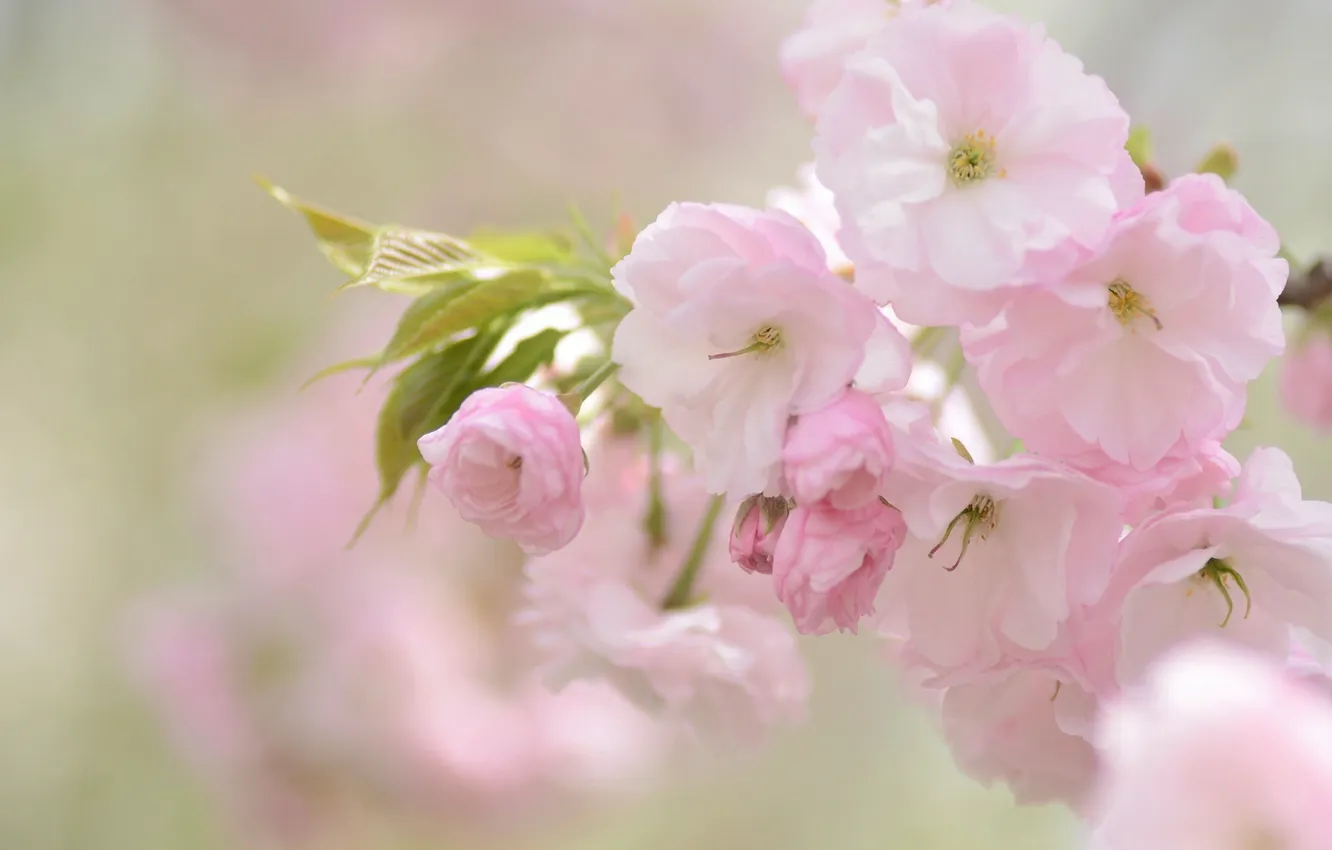 Photo wallpaper cherry, pink, tenderness, Sakura