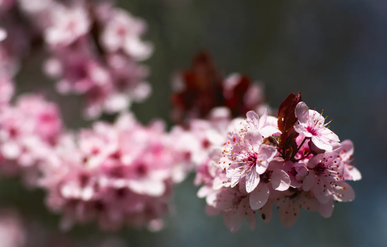 Photo wallpaper macro, branches, nature, cherry, spring, Sakura, pink, buds