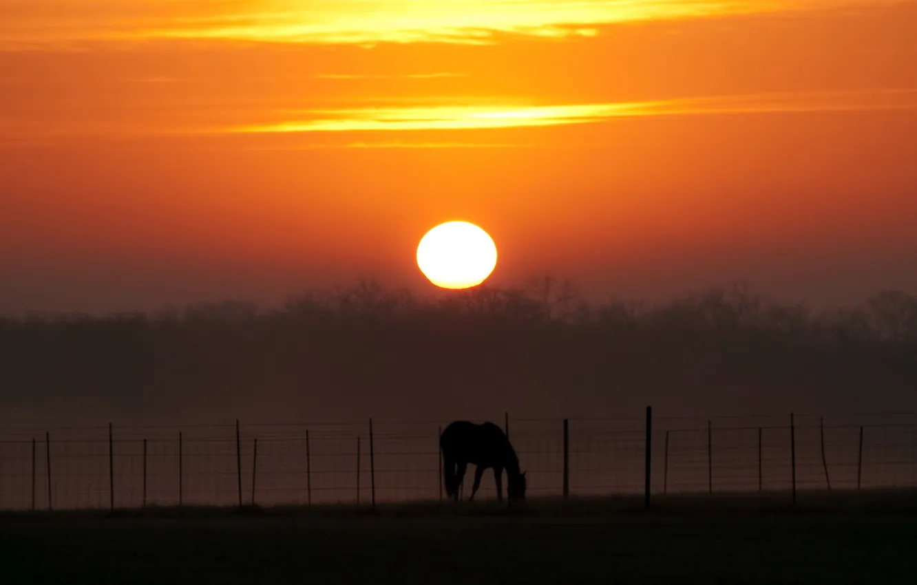 Photo wallpaper landscape, sunset, horse