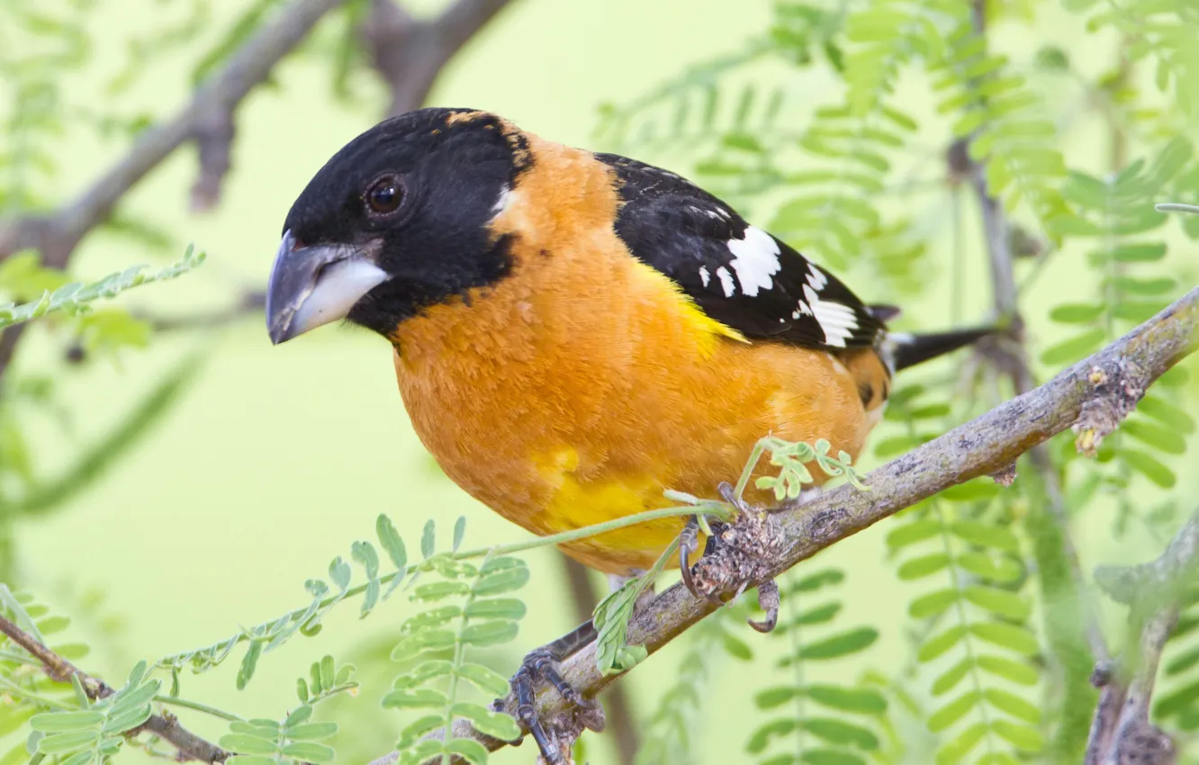 Photo wallpaper branches, bird, beak, blackheads Dubonosov cardinal