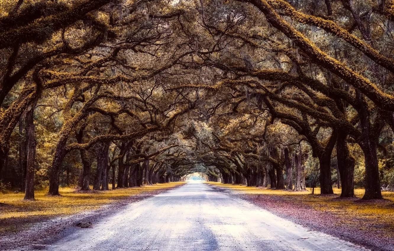 Photo wallpaper road, trees, alley
